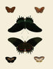 Papillons étrangers présents sur les trois continents Asie, Afrique et Amérique pl012 - Pieter Cramer — artwork view
