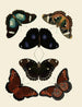 Butterflies from other countries present on the three continents Asia, Africa, and America pl013 - Pieter Cramer — artwork view