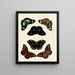 Butterflies from other countries present on the three continents Asia, Africa, and America pl013 - Pieter Cramer — framed artwork on a wall