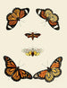 Butterflies from abroad present on the three continents Asia, Africa, and America pl014 - Pieter Cramer — artwork view