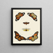 Butterflies from abroad present on the three continents Asia, Africa, and America pl014 - Pieter Cramer — framed artwork on a wall