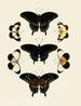 Butterflies from abroad present on the three continents Asia, Africa, and America pl015 - Pieter Cramer — artwork view