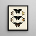 Butterflies from abroad present on the three continents Asia, Africa, and America pl015 - Pieter Cramer — framed artwork on a wall