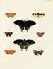 Papillons étrangers présents sur les trois continents Asie, Afrique et Amérique pl016 - Pieter Cramer — artwork view