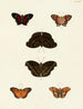 Butterflies from abroad present on the three continents Asia, Africa, and America pl017 - Pieter Cramer — artwork view