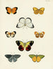 Butterflies from other countries present on the three continents Asia, Africa, and America pl018 - Pieter Cramer — artwork view