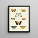 Butterflies from other countries present on the three continents Asia, Africa, and America pl018 - Pieter Cramer — framed artwork on a wall