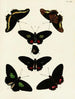 Butterflies from Asia, Africa, and America on three continents pl019 - Pieter Cramer — artwork view