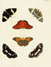 Butterflies from abroad present on the three continents Asia, Africa, and America pl020 - Pieter Cramer — artwork view