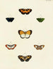 Butterflies from different countries present on the three continents Asia, Africa, and America pl021 - Pieter Cramer — artwork view