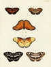 Butterflies from Asia, Africa, and America on three continents pl022 - Pieter Cramer — artwork view