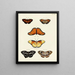 Butterflies from Asia, Africa, and America on three continents pl022 - Pieter Cramer — framed artwork on a wall