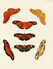 Butterflies from Asia, Africa, and America on three continents pl023 - Pieter Cramer — artwork view