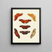 Butterflies from Asia, Africa, and America on three continents pl023 - Pieter Cramer — framed artwork on a wall
