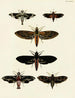 Butterflies from different countries present on the three continents Asia, Africa, and America pl024 - Pieter Cramer — artwork view