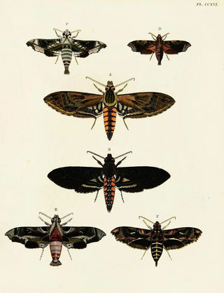 Pieter Cramer - Foreign butterflies occurring in the three continents Asia Africa and America Pl024.webp