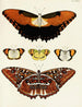 Butterflies from other countries present on the three continents Asia, Africa, and America pl025 - Pieter Cramer — artwork view