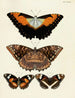 Butterflies from abroad present on the three continents Asia, Africa, and America pl026 - Pieter Cramer — artwork view