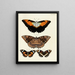 Butterflies from abroad present on the three continents Asia, Africa, and America pl026 - Pieter Cramer — framed artwork on a wall