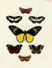 Butterflies from abroad present on the three continents Asia, Africa, and America pl027 - Pieter Cramer — artwork view