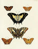 Butterflies from abroad present on the three continents Asia, Africa, and America pl028 - Pieter Cramer — artwork view