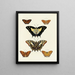 Butterflies from abroad present on the three continents Asia, Africa, and America pl028 - Pieter Cramer — framed artwork on a wall