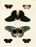Butterflies from Asia, Africa, and America on three continents pl029 - Pieter Cramer — artwork view