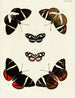 Butterflies from abroad present on the three continents Asia, Africa, and America pl030 - Pieter Cramer — artwork view