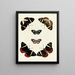 Butterflies from abroad present on the three continents Asia, Africa, and America pl030 - Pieter Cramer — framed artwork on a wall