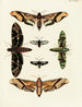 Butterflies from Asia, Africa, and America on the three continents pl031 - Pieter Cramer — artwork view