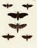 Butterflies from abroad present on the three continents Asia, Africa, and America pl032 - Pieter Cramer — artwork view