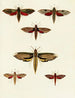 Butterflies from different countries present on the three continents Asia, Africa, and America pl033 - Pieter Cramer — artwork view