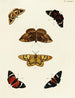 Butterflies from abroad present on the three continents Asia, Africa, and America pl034 - Pieter Cramer — artwork view