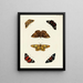 Butterflies from abroad present on the three continents Asia, Africa, and America pl034 - Pieter Cramer — framed artwork on a wall