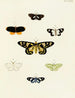 Butterflies from different countries present on the three continents Asia, Africa, and America Pl035 - Pieter Cramer — artwork view