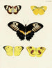 Butterflies from different countries present on the three continents Asia, Africa, and America Pl036 - Pieter Cramer — artwork view