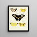 Butterflies from different countries present on the three continents Asia, Africa, and America Pl036 - Pieter Cramer — framed artwork on a wall