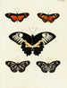 Butterflies from abroad present on the three continents Asia Africa and America Pl037 - Pieter Cramer — artwork view