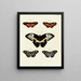 Butterflies from abroad present on the three continents Asia Africa and America Pl037 - Pieter Cramer — framed artwork on a wall