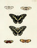 Butterflies from different continents Asia Africa and America Pl038 - Pieter Cramer — artwork view