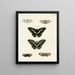 Butterflies from different continents Asia Africa and America Pl038 - Pieter Cramer — framed artwork on a wall