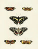 Butterflies from different countries present on the three continents Asia, Africa, and America Pl039 - Pieter Cramer — artwork view