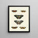 Butterflies from different countries present on the three continents Asia, Africa, and America Pl039 - Pieter Cramer — framed artwork on a wall