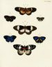 Butterflies from different countries present on the three continents Asia Africa and America Pl040 - Pieter Cramer — artwork view
