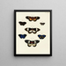 Butterflies from different countries present on the three continents Asia Africa and America Pl040 - Pieter Cramer — framed artwork on a wall