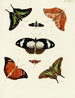Butterflies from different countries present on the three continents Asia Africa and America Pl041 - Pieter Cramer — artwork view
