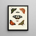 Butterflies from different countries present on the three continents Asia Africa and America Pl041 - Pieter Cramer — framed artwork on a wall