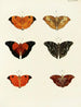 Butterflies from different countries present on the three continents Asia, Africa, and America Pl042 - Pieter Cramer — artwork view