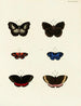Butterflies from different countries present on the three continents Asia, Africa, and America Pl043 - Pieter Cramer — artwork view
