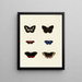 Butterflies from different countries present on the three continents Asia, Africa, and America Pl043 - Pieter Cramer — framed artwork on a wall